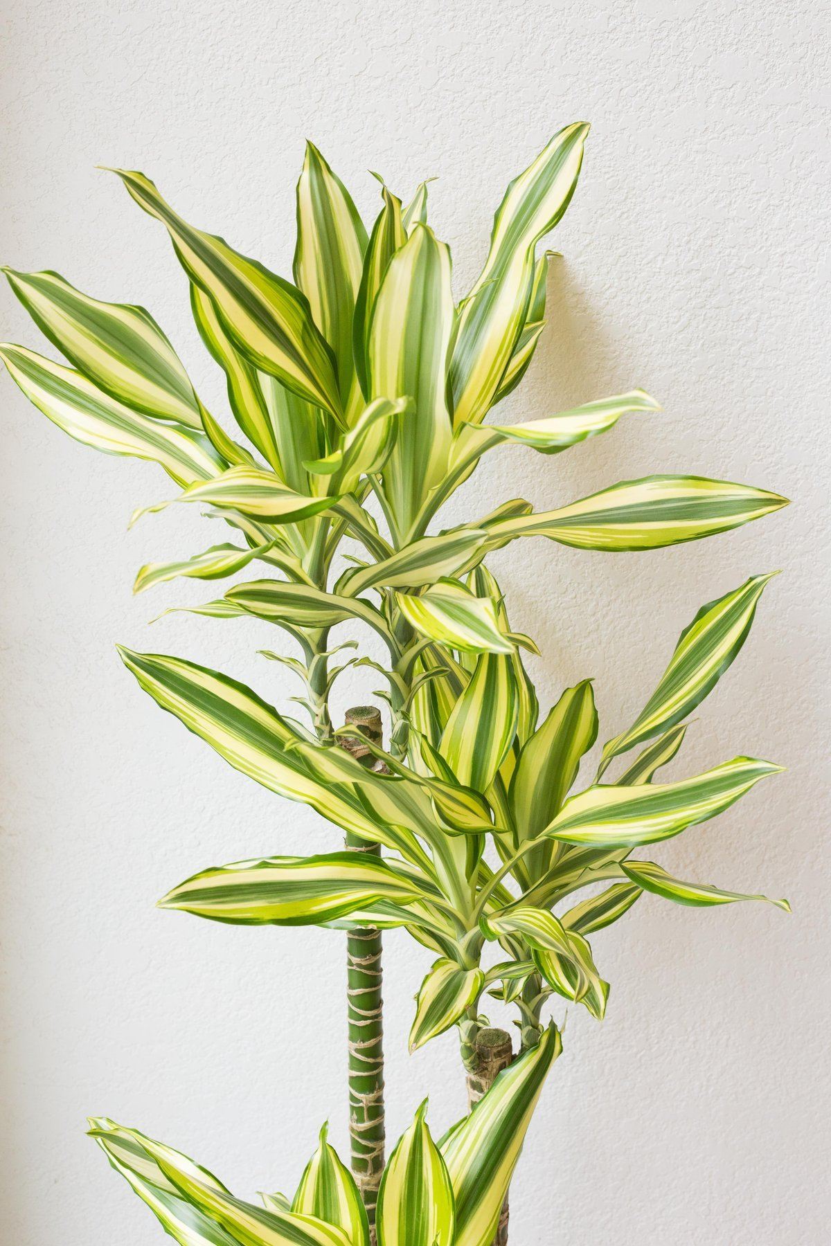 Dracaena Sted Sol Plant Studio LLC 