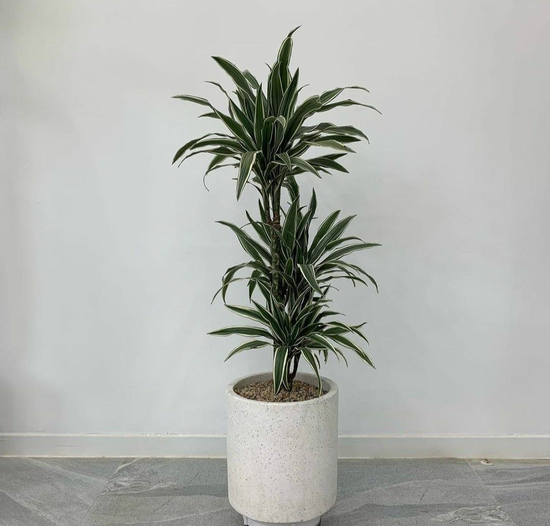 Dracaena Warneckii Plant Studio LLC 