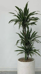 Dracaena Warneckii Plant Studio LLC 