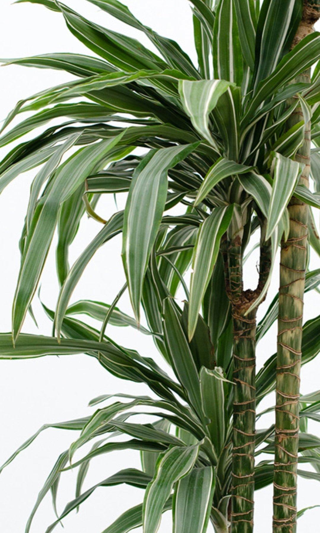 Dracaena Warneckii Plant Studio LLC 