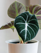 Alocasia Black Velvet in white pot - Plant Studio LLC