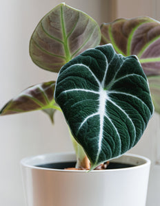Alocasia Black Velvet