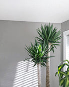 Yucca - Plant Studio LLC