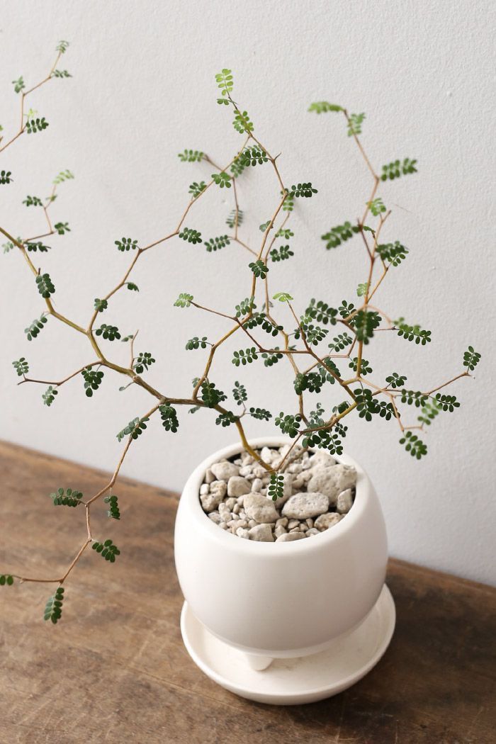 Sophora Prostrata