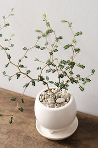 Sophora Prostrata