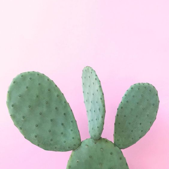 Opuntia Bunny Cactus - Plant Studio LLC