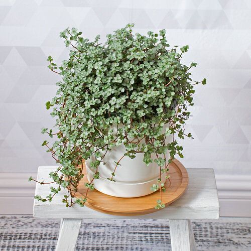 Pilea Glauca Greysy 'Silver Sparkle'