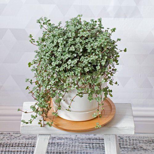 Pilea Glauca Greysy 'Silver Sparkle' - Plant Studio LLC