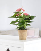 Anthurium Pink - Plant Studio LLC