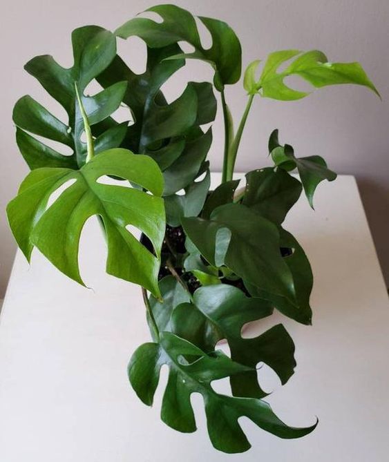 Rhaphidophora Tetrasperma “Mini Monstera” 'Tetra'