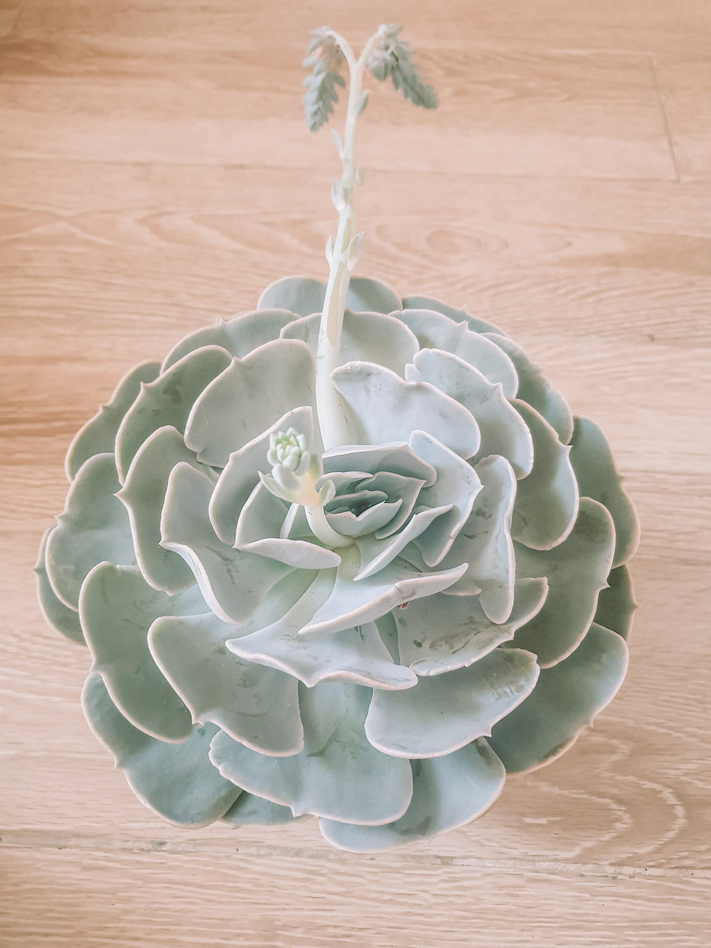 Echeveria Plant Studio LLC 