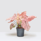 Caladium Spring Fling XL - Plant Studio LLC