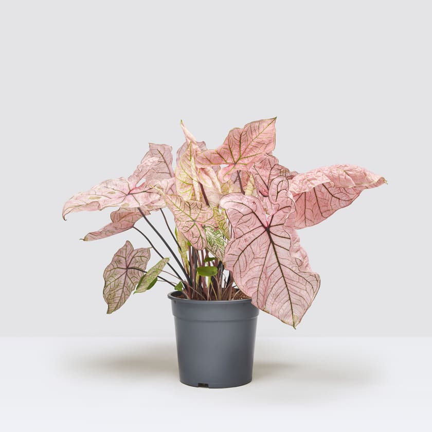 Caladium Spring Fling XL - Plant Studio LLC