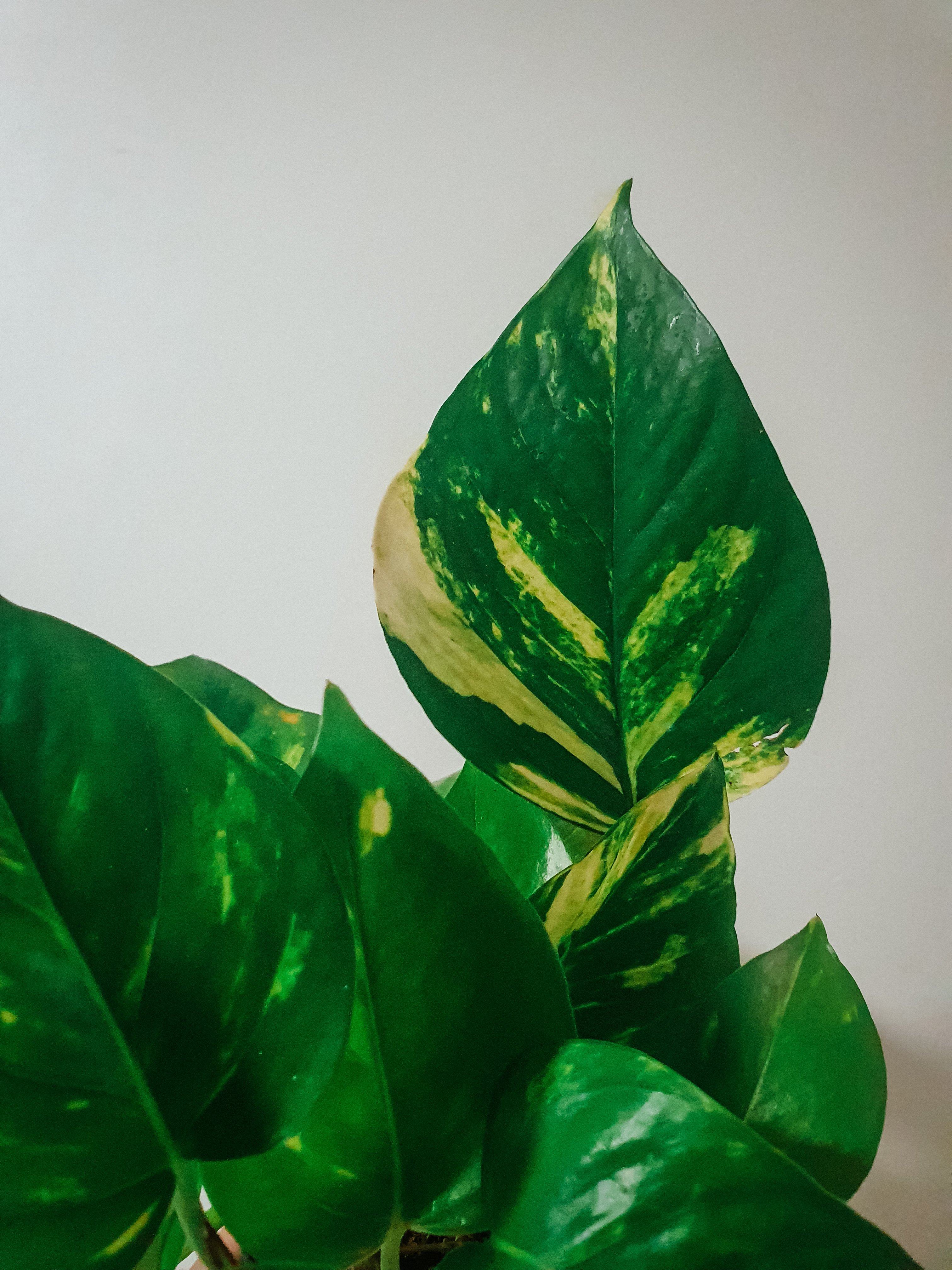 Epipremnum Aureum 'Golden Pothos' Plant Studio LLC 