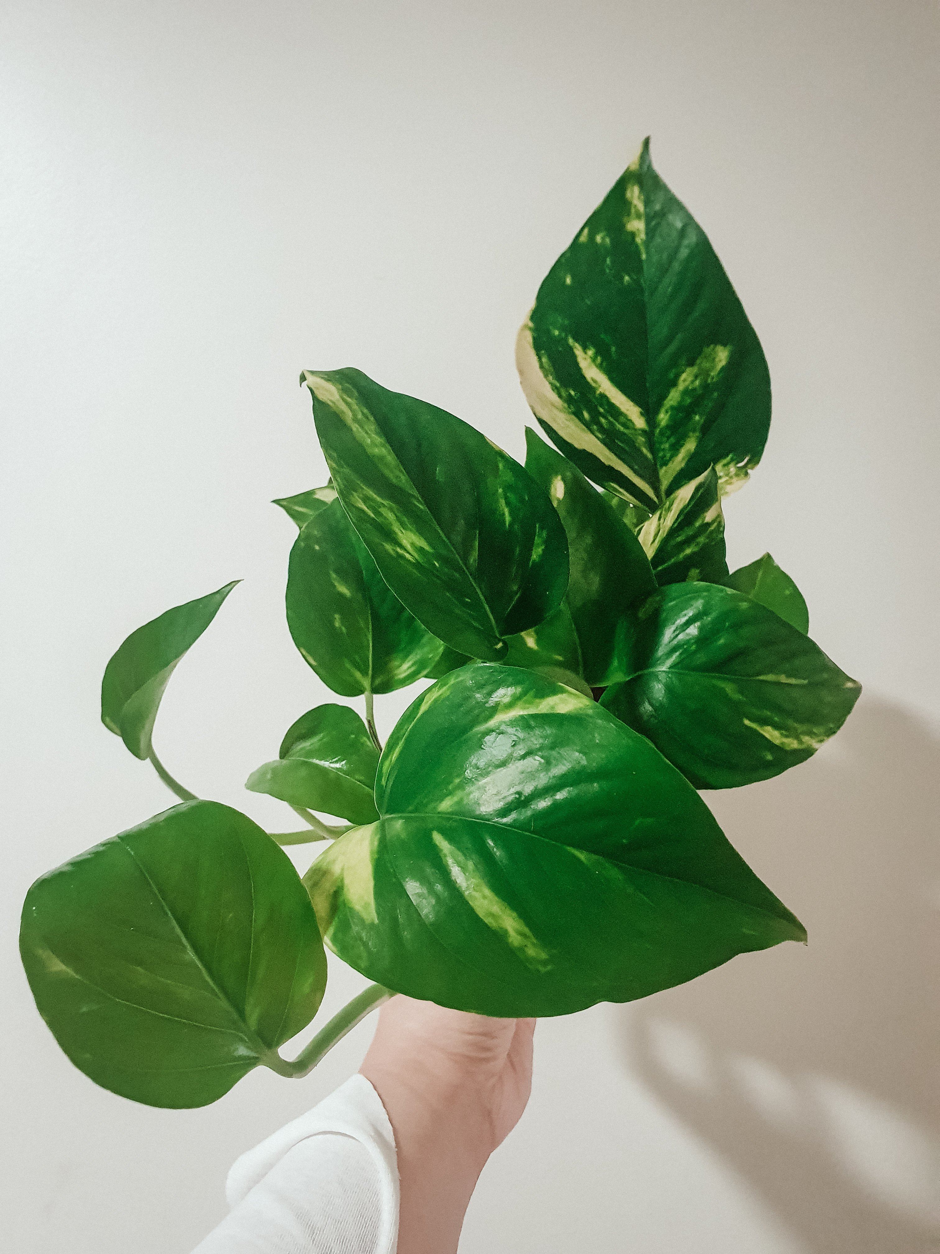 Epipremnum Aureum 'Golden Pothos' Plant Studio LLC 