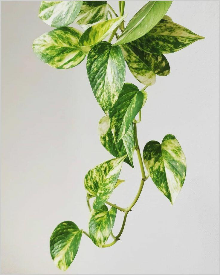 Epipremnum Pinnatum 'Golden Pothos' in Moss Pole (Money Plant) Plant Studio LLC 