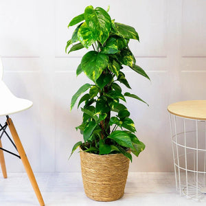 Epipremnum Pinnatum 'Golden Pothos' in Moss Pole (Money Plant) Plant Studio LLC 