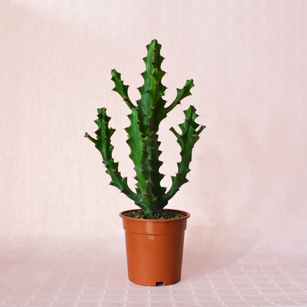 Euphorbia Lactea