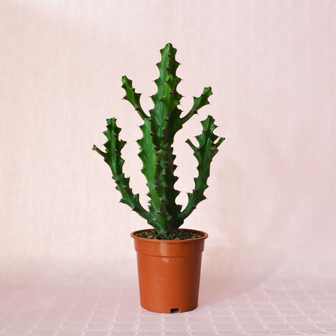 Euphorbia Lactea - Plant Studio LLC