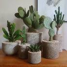 Opuntia Bunny Cactus - Plant Studio LLC