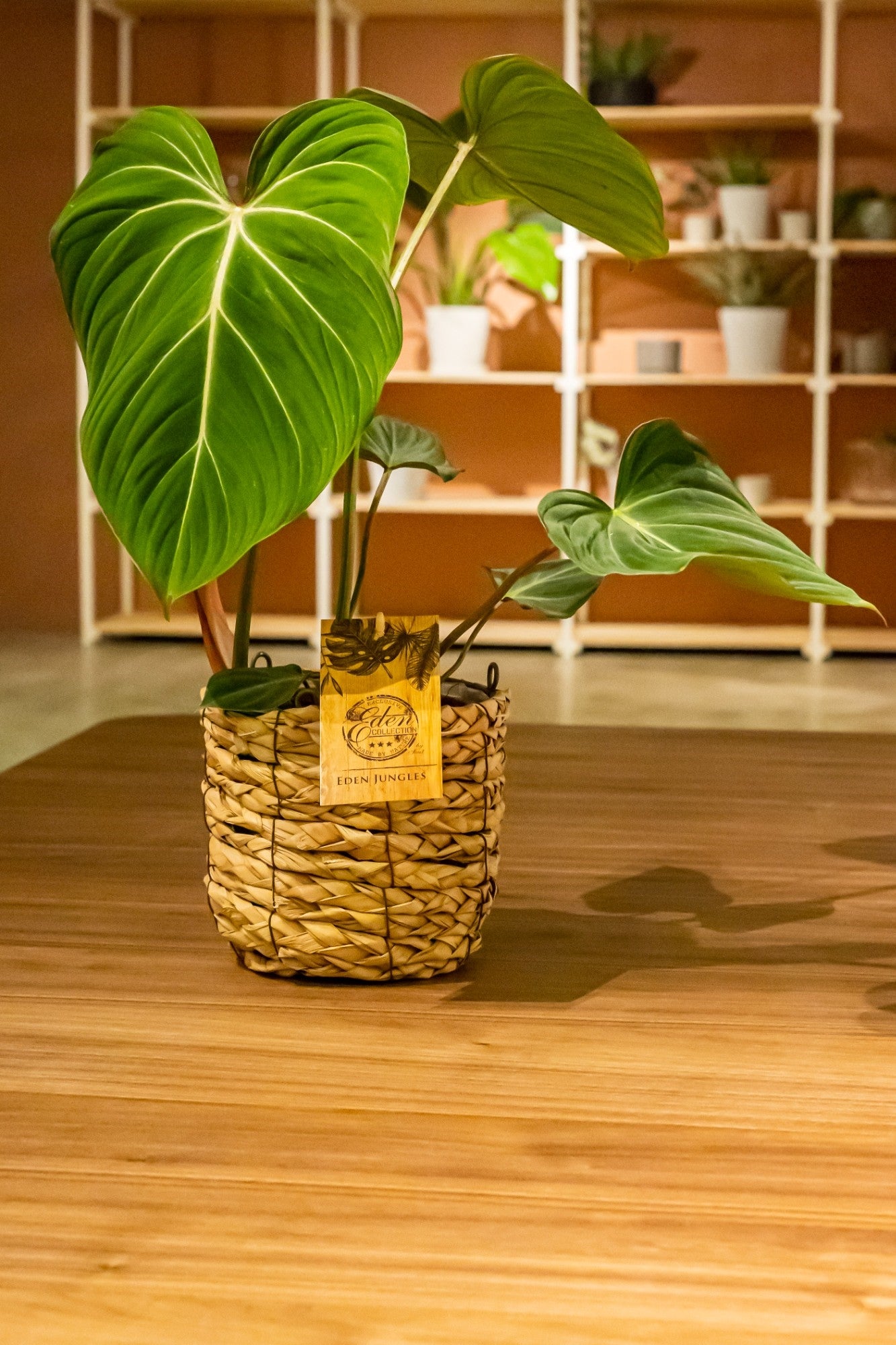 Rare Philodendron Gloriosum