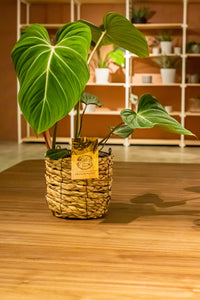 Rare Philodendron Gloriosum