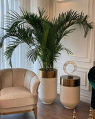 Howea Forsteriana 'Kentia Palm' - Plant Studio LLC