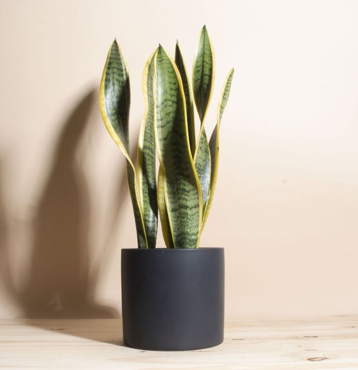 Sansevieria Trifasciata Laurentii - Snake Plant