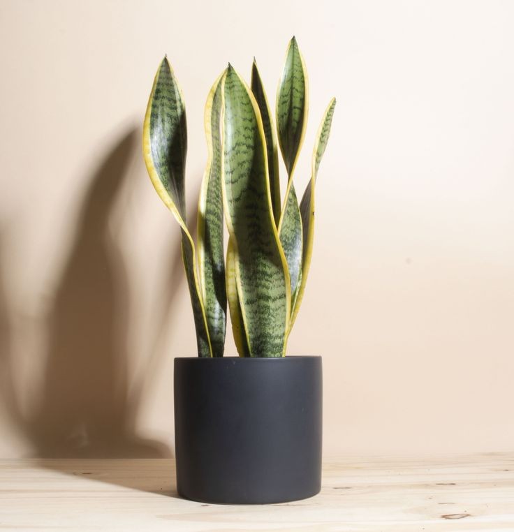 Sansevieria Trifasciata Laurentii, DECOALIVE, Planta de Interior Natural