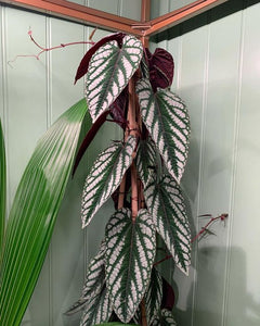 Cissus Discolor