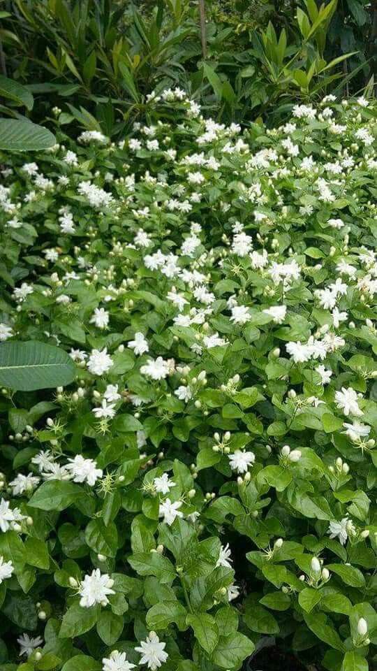 Jasminum Sambac 'Sampaguita,