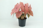 caladium spring fling 