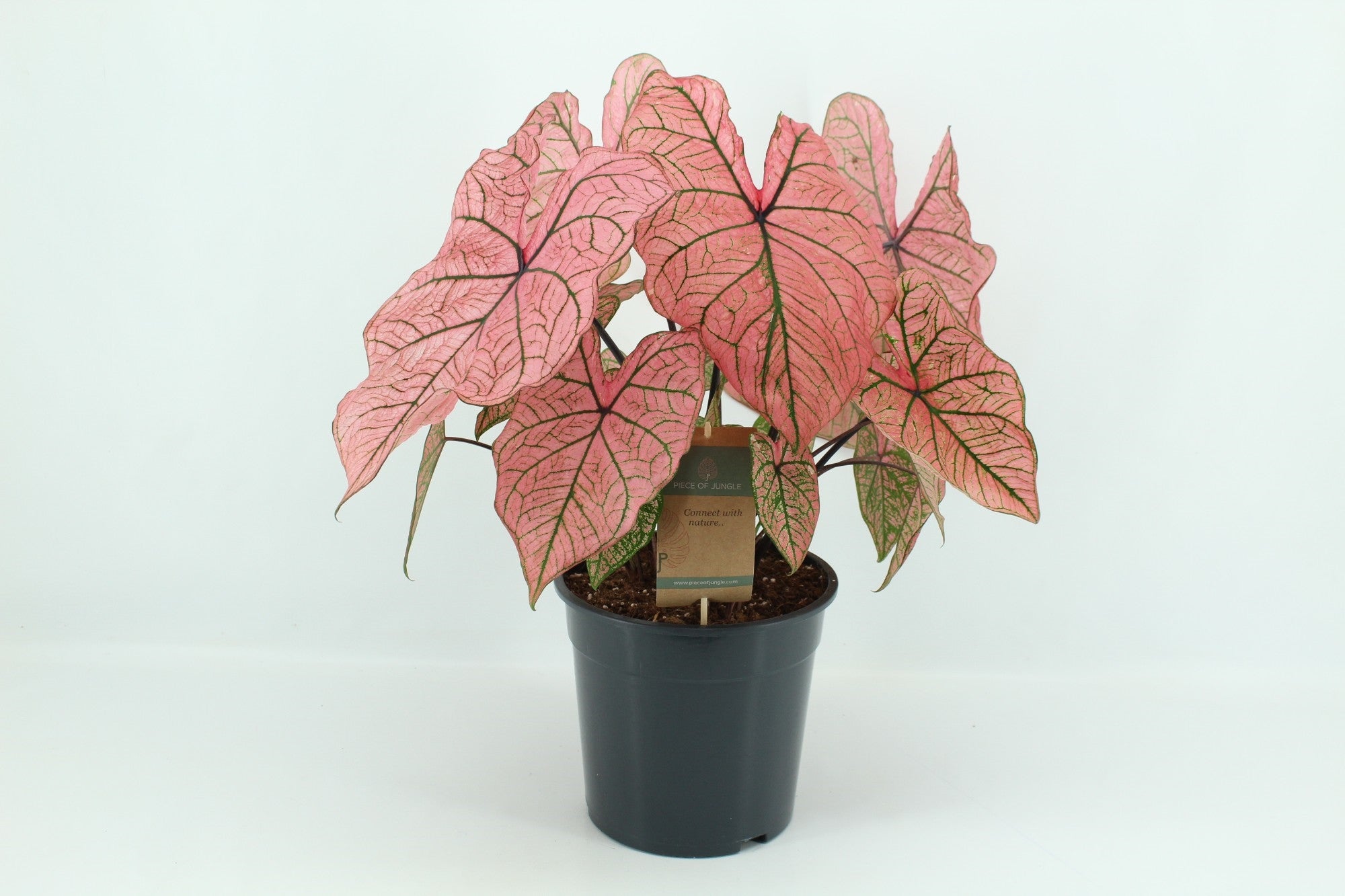 caladium spring fling 