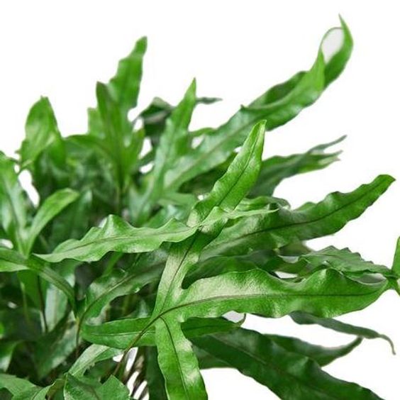 Microsorum Diversifolium 'Kangaroo Fern'