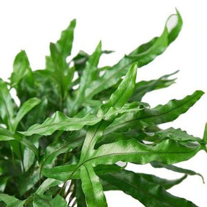Microsorum Diversifolium 'Kangaroo Fern'