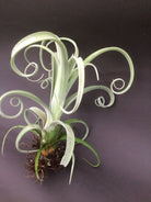 Tillandsia Curly Slim - Plant Studio LLC