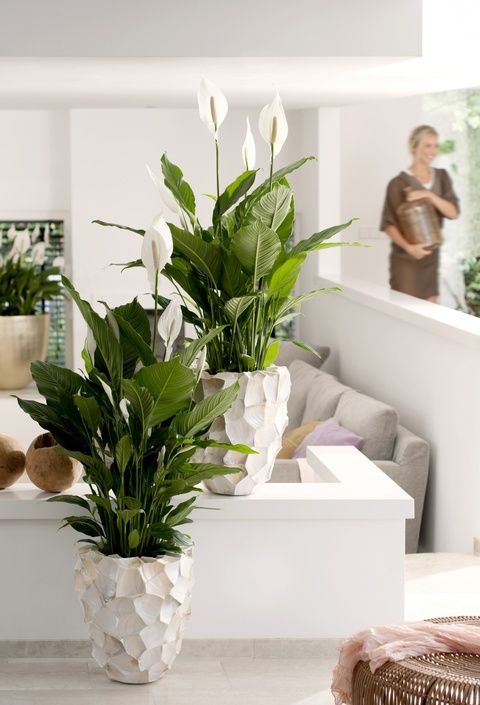 Spathiphyllum 'Peace Lily' - Plant Studio LLC