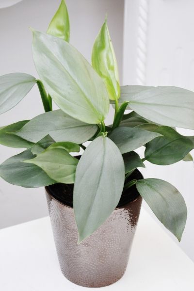 Philodendron Grey Sticks - Plant Studio LLC