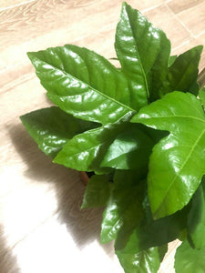 Fatsia Japonica Plant Studio LLC 