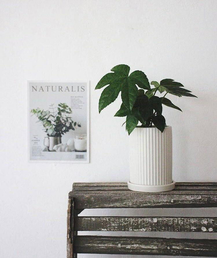 Fatsia Japonica Plant Studio LLC 