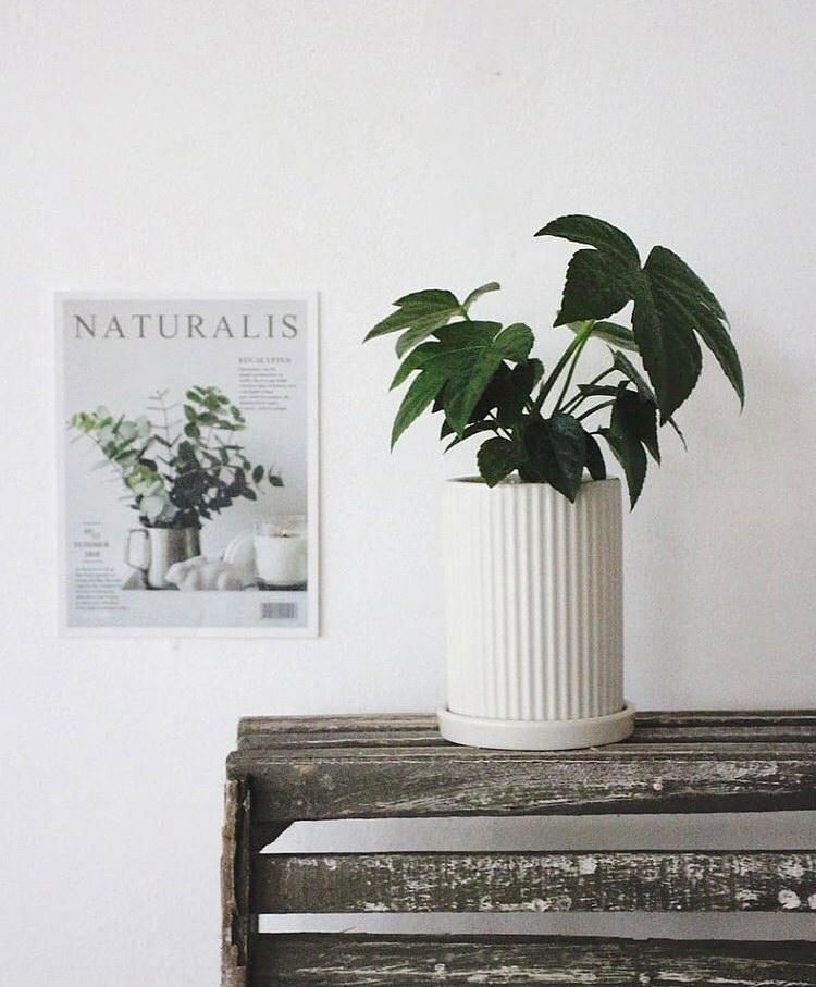 Fatsia Japonica Plant Studio LLC 