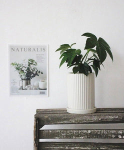 Fatsia Japonica Plant Studio LLC 