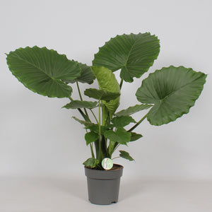 Alocasia California