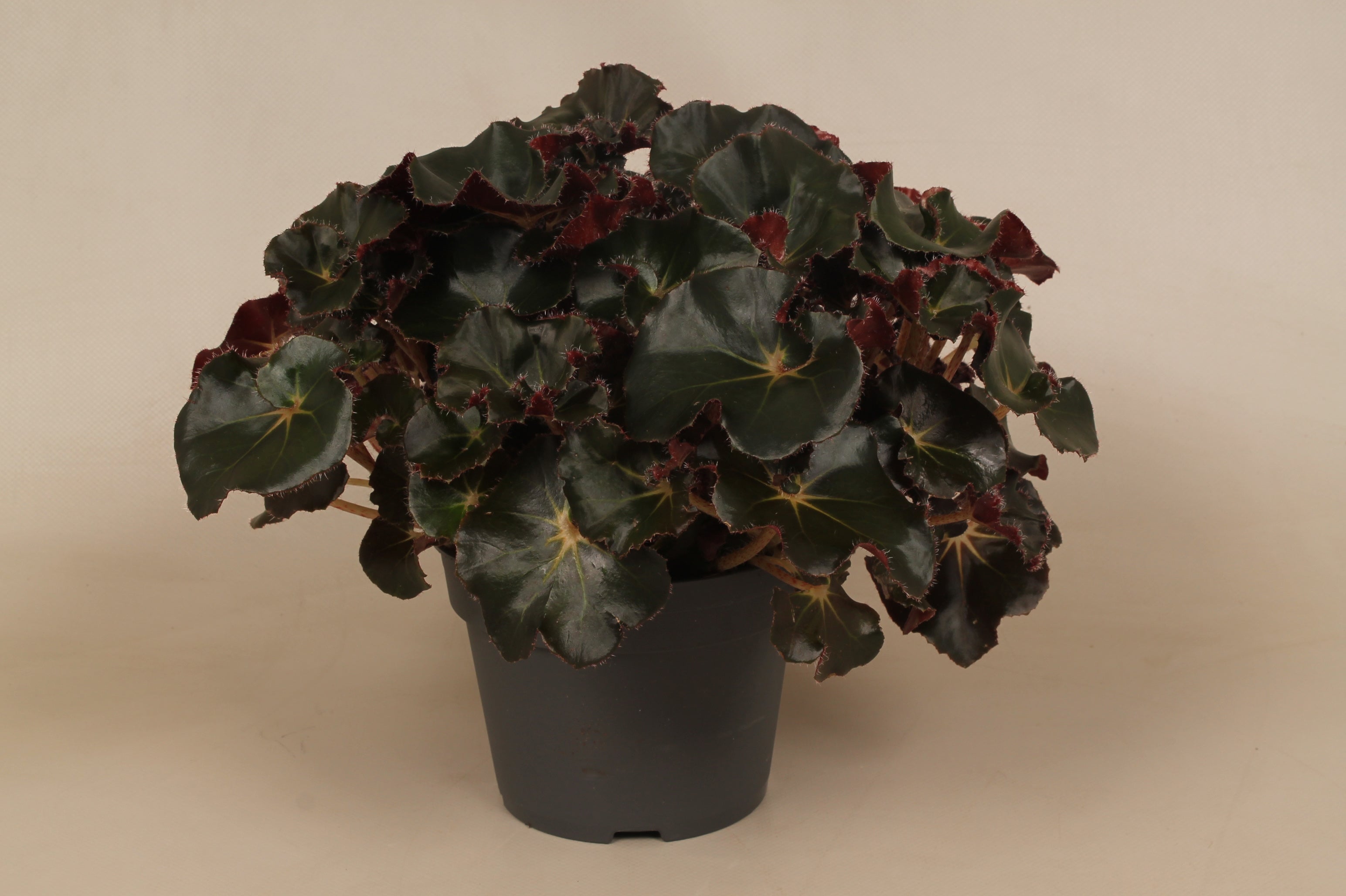 Begonia Black Jungle