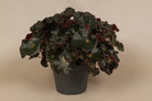 Begonia Black Jungle - Plant Studio LLC