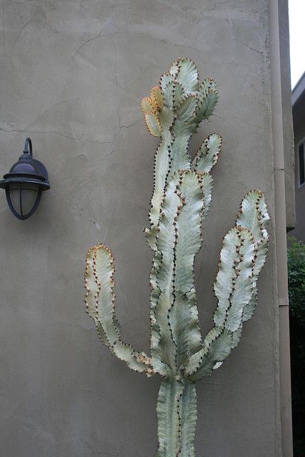 Rare Variegated Euphorbia Ingens (White Cactus)