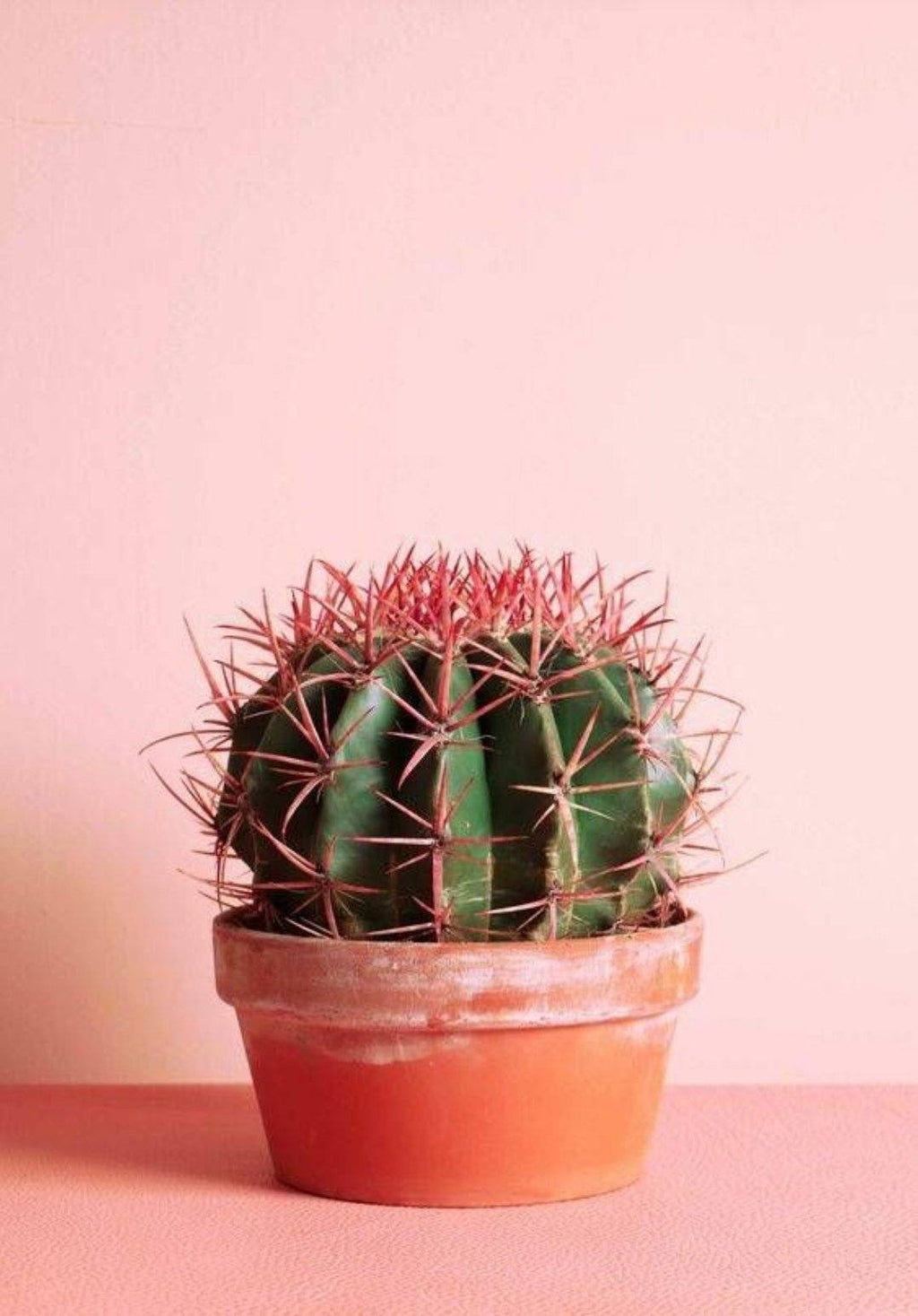 Ferocactus Gracilis Plant Studio LLC 