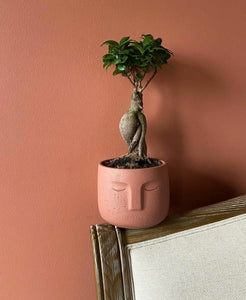 Ficus Bonsai Small Plant Studio LLC 