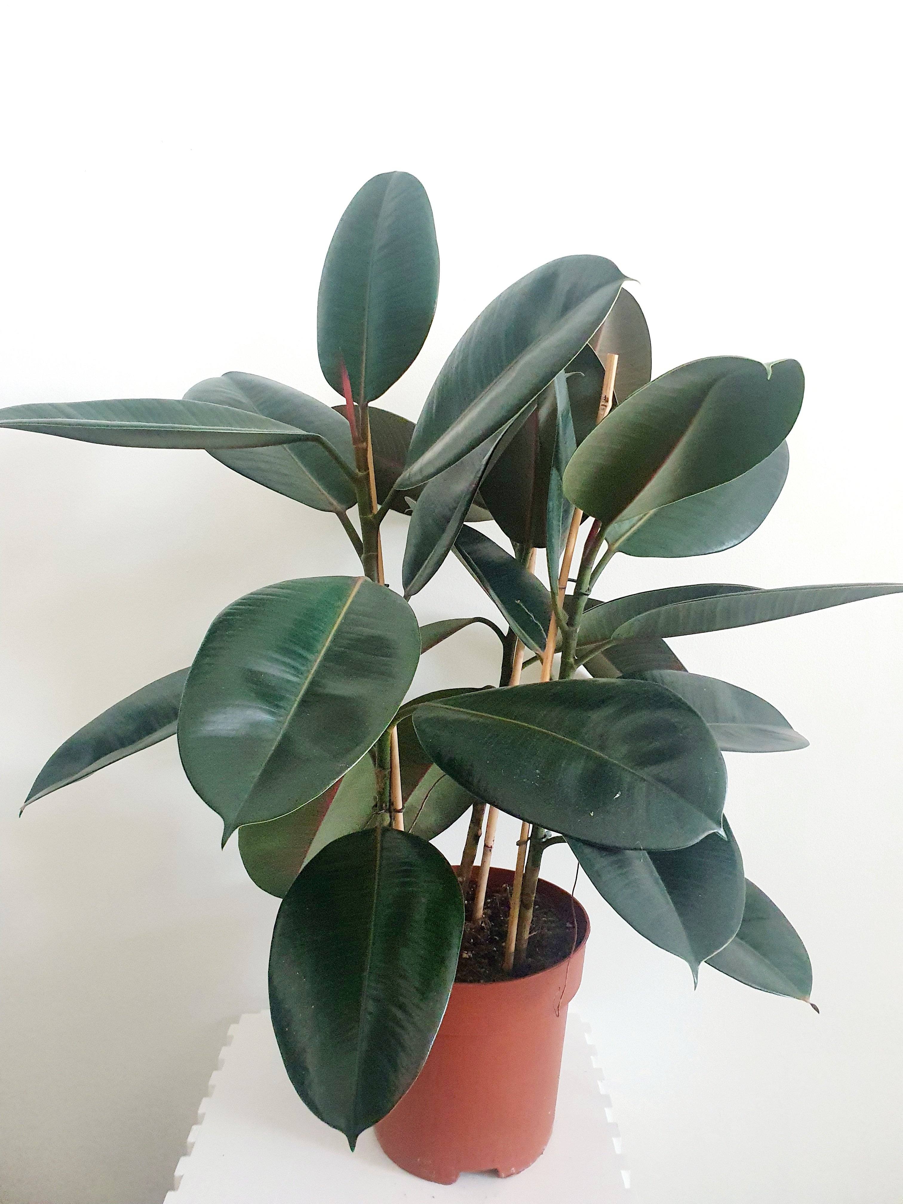Ficus Elastica Dark (Rubber Tree) - Large Plant Studio LLC 