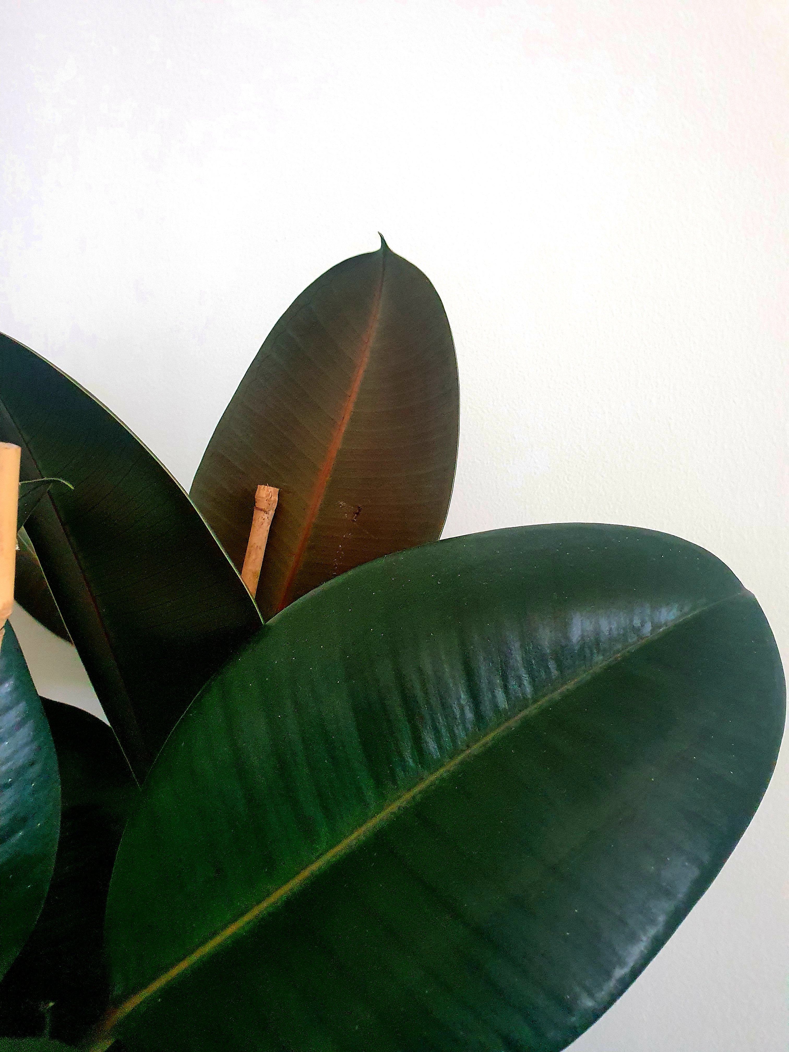 Ficus Elastica Dark (Rubber Tree) - Large Plant Studio LLC 